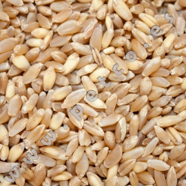 Wheat Extra